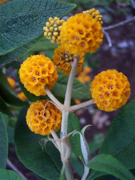 orange valls|Buddleja globosa 